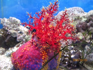 �V�[�A�b�v��