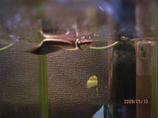 �u���b�N�A�����i�x�r�[