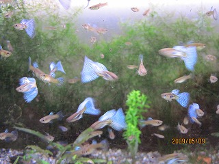 �u���[�O���X�O�b�s�[