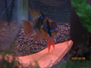 �h�C�c���~���W�C