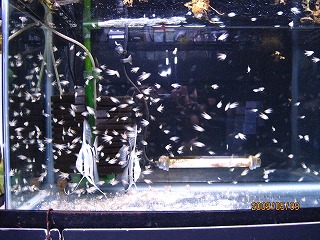 �h�C�c���^���b�N�O���[��