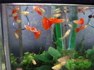 �t�����b�h�O�b�s�[