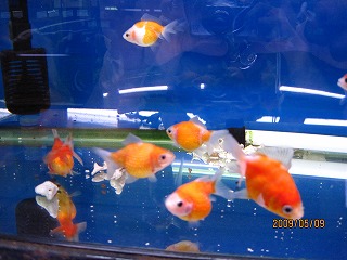 �����@�s���|���p�[��