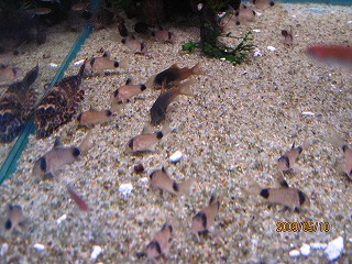 �R���h���X�p���_���R���R���[��