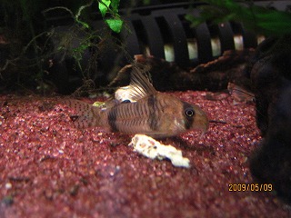 �R���h���X���C�m���W�C