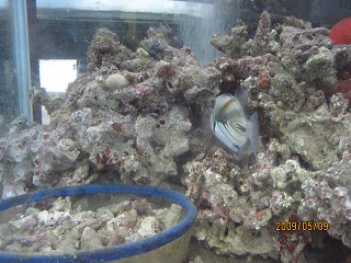 ���C�u���b�N�i�C���h�l�V�A���C���h�j