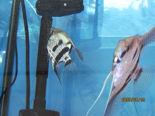 ���[�����C�g�V���o�[�G���[��