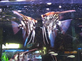 ���[�����C�g�}�[�u���G���[���i���ƃI���W�i���j