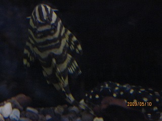 �N�C�[���C���y���A���A���v���R