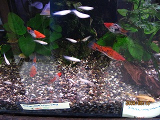 ���a�O�F�\�[�h