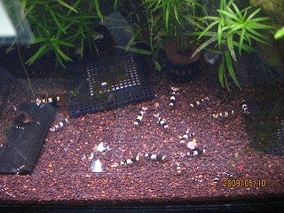 ���ƎY�V�������v