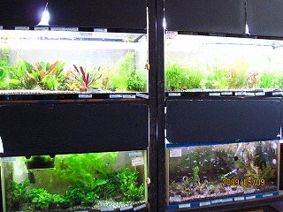 �ዷ���l�̊Ϗ܋����X�ł�