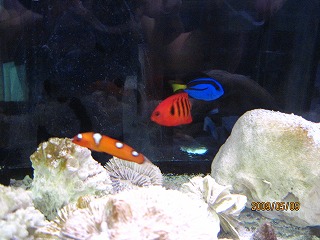 �c���x���@�t���[���`�@�i�����E�n�M